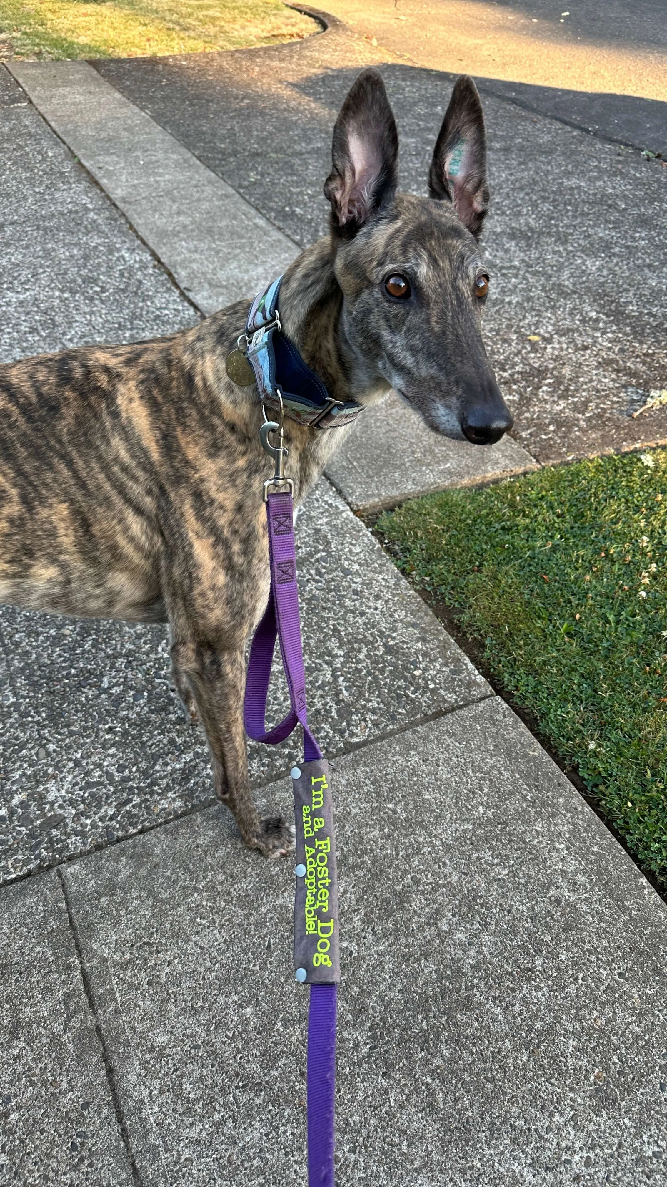 Arnie — Greyhound Pet Adoption Northwest